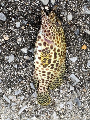 イシミーバイの釣果