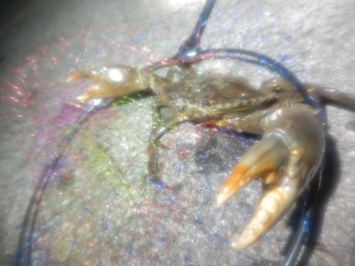 アミメノコギリガザミの釣果