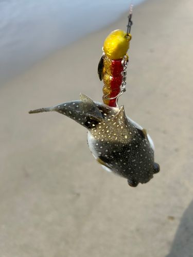 クサフグの釣果