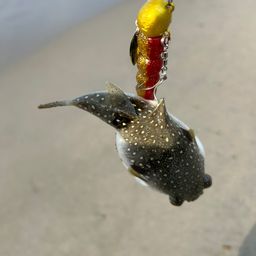 クサフグ