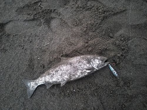 ウミサクラの釣果