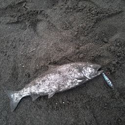 ウミサクラ