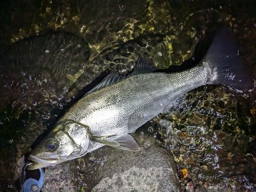 フッコ（ヒラスズキ）の釣果