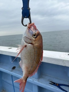 ハナダイの釣果