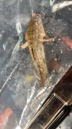 ウロハゼの釣果