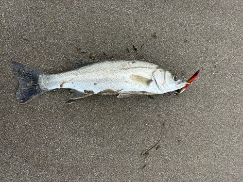 セイゴ（マルスズキ）の釣果
