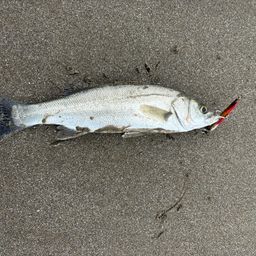 セイゴ（マルスズキ）