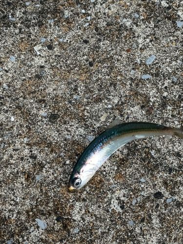 カタクチイワシの釣果