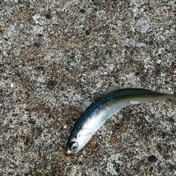 カタクチイワシ