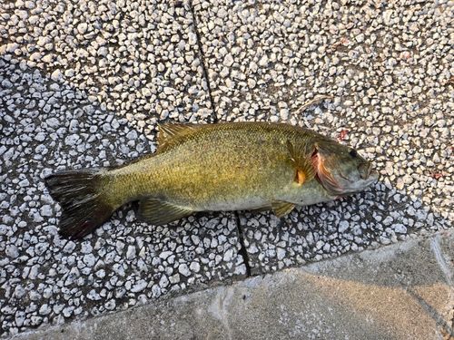 スモールマウスバスの釣果
