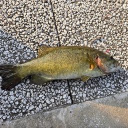 スモールマウスバス