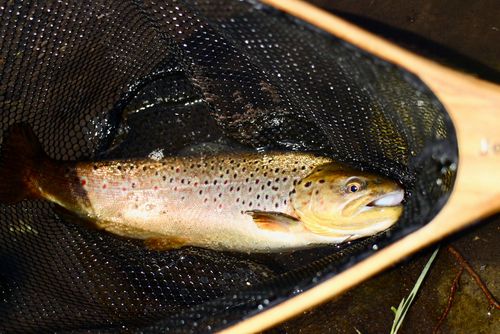トラウトの釣果