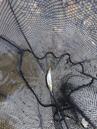 カワムツの釣果