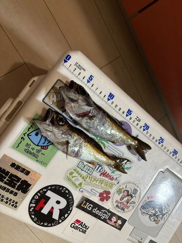 ムツの釣果