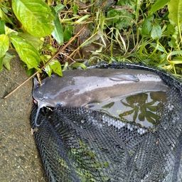 アメリカナマズ