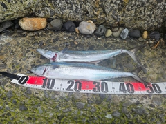 サゴシの釣果