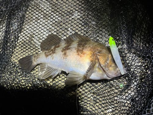 シロメバルの釣果