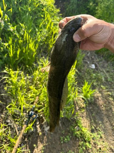 ライギョの釣果