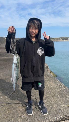 サゴシの釣果