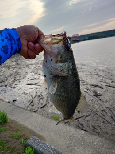 ラージマウスバス