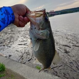 ラージマウスバス