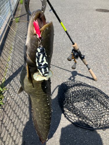 マナマズの釣果