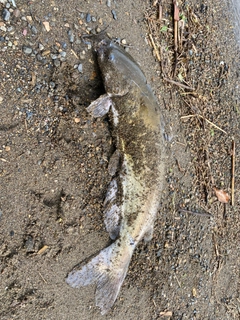 アメリカナマズの釣果