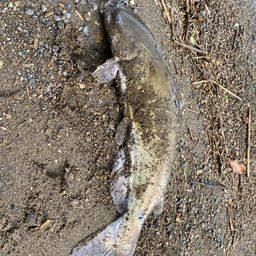 アメリカナマズ