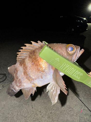 アカメバルの釣果