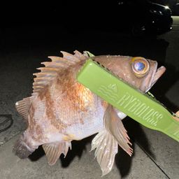 アカメバル