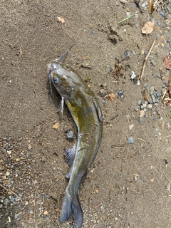 アメリカナマズの釣果