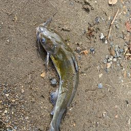 アメリカナマズ