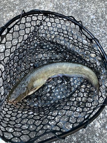 マナマズの釣果