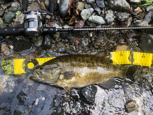 スモールマウスバスの釣果