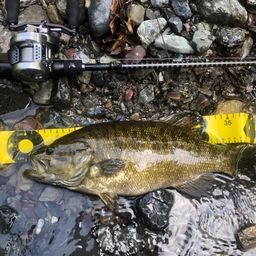 スモールマウスバス