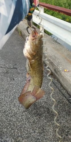 ナマズの釣果