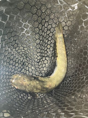 マナマズの釣果