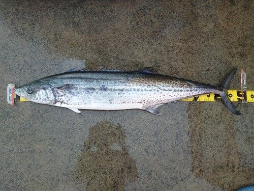 サワラの釣果
