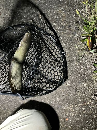 マナマズの釣果