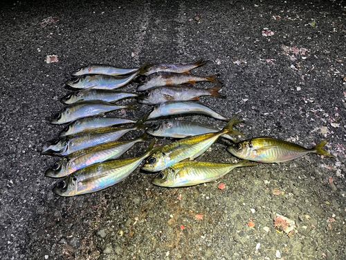 アジの釣果
