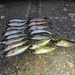 アジ