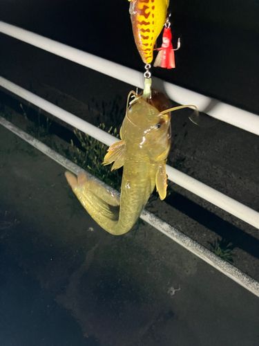 マナマズの釣果