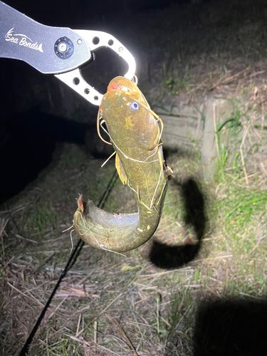 マナマズの釣果