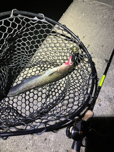 マナマズの釣果