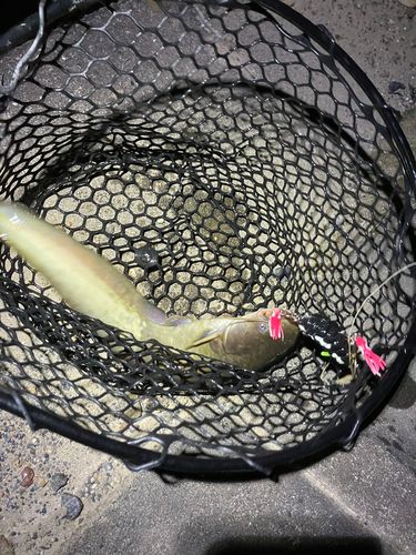 マナマズの釣果