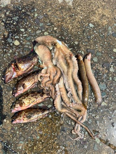 タコの釣果