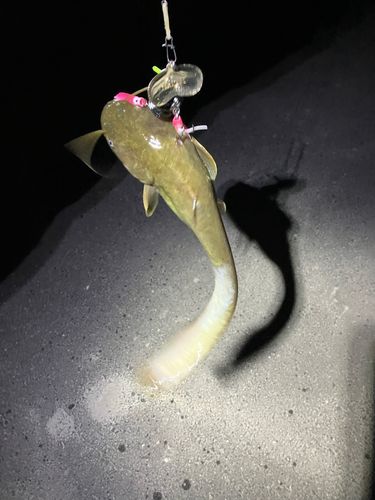 マナマズの釣果