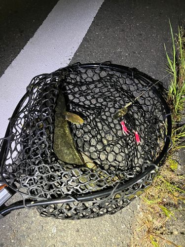 マナマズの釣果