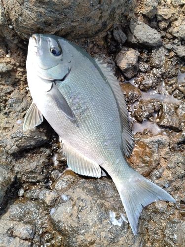 オナガグレの釣果