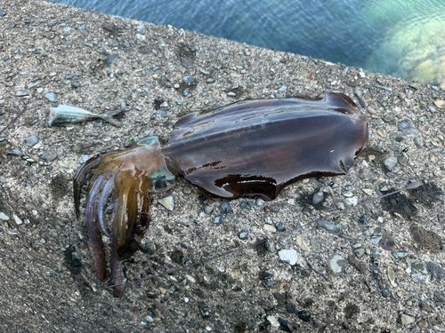 アオリイカの釣果